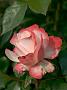 Rosa Nostalgie